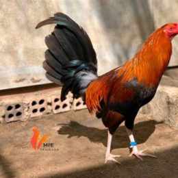 gà nòi đá độ