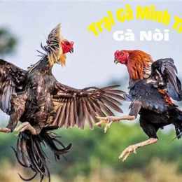 ga noi da hay