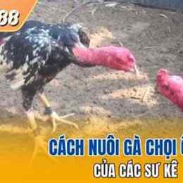 gà ô taxi đá