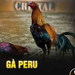 gà pama đá