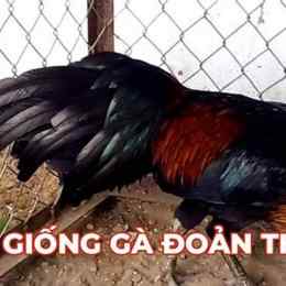 ga phuc binh duong da giai