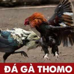 gà que trích và những trận đá thomo mới nhất