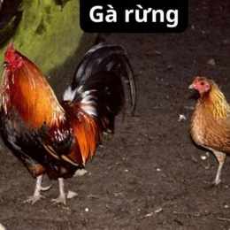 ga rung da nhau