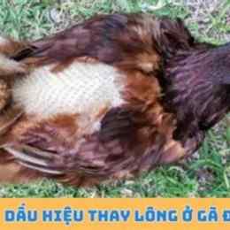 gà thay lông có đá được không