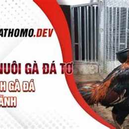 gà tơ đá nhau