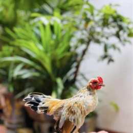 gà tre bắc đá nhau