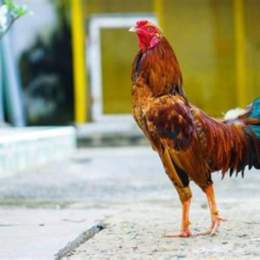 gà trống đá người