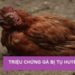 gà trùng huyết đã được không