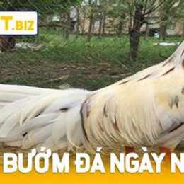 gà vàng đá ngày nào tốt