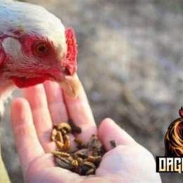 gà vô mồi mấy ngày đá được