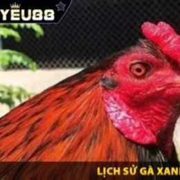 gà xanh trích đá với gà mít trà cú