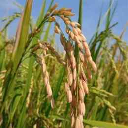 gạo basmati hạt dài