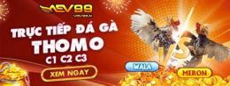 giao diện app aev99 đá gà thomo