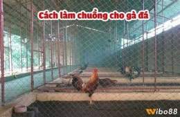 giao diện app bạn chuồng chạy cho gà đá
