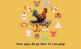 giao diện app bí kíp đá gà 12 con giáp