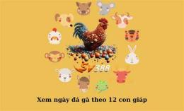 giao diện app bí kíp xem ngày gà đá