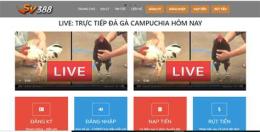 giao diện app cá cược đá gà trực tuyến