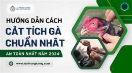 giao diện app cách cắt tích gà đá