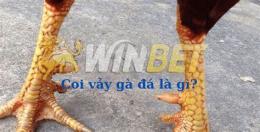 giao diện app cách coi vảy gà đá hay