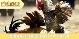 giao diện app cách xem đá gà thomo trực tiếp