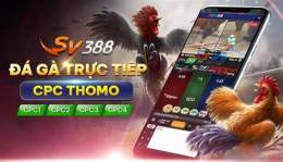 giao diện app casino - đá gà