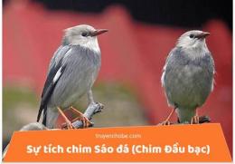 giao diện app chim sáo đá gà
