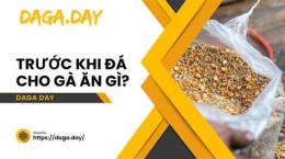 giao diện app cho gà tre an gì trước khi đá