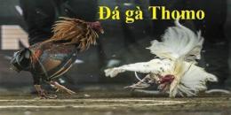 giao diện app coi lại đá gà thomo
