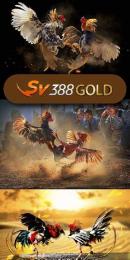 giao diện app đá gà 88c vip