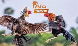 giao diện app đá gà alo789.tips
