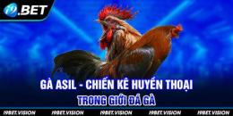 giao diện app đá gà asil