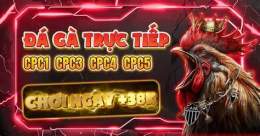 giao diện app đá gà c3 trực tiếp c3