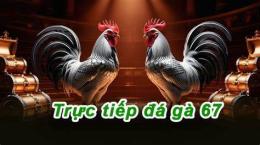 giao diện app đá gà c4 hôm nay trực tiếp