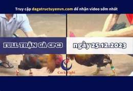 giao diện app đá gà cpc3 19 7 2023