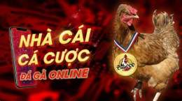 giao diện app đá gà cựa sắt 666