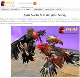 giao diện app đá gà cửa sắt campuchia