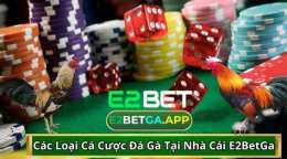 giao diện app đá gà cược