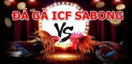 giao diện app đá gà icf