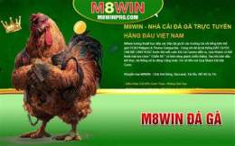 giao diện app đá gà m8win vnn
