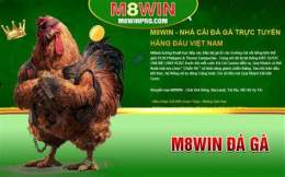 giao diện app đá gà m8win