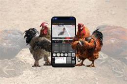 giao diện app đá gà ngày 15 tháng 8
