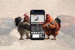 giao diện app đá gà ngày 6 tháng 4 năm 2023