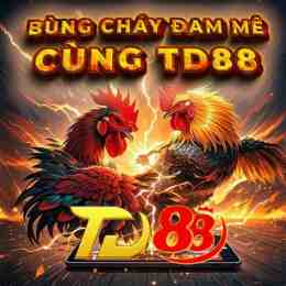 giao diện app đá gà td88