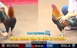 giao diện app đá gà thomo 27 tháng 2 năm 2023