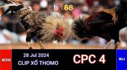 giao diện app đá gà thomo cpc4 23 7 noc88top.com