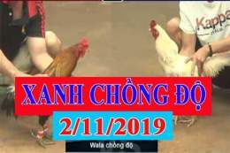 giao diện app đá gà thomo gà que chồng độ