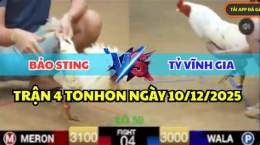 giao diện app đá gà thomo hôm nay bảo sting