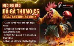 giao diện app đá gà thomo trận 21 c5 hôm nay