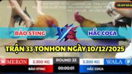 giao diện app đá gà thomo trận 33 hôm nay