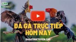 giao diện app da ga thomo truc tiep 2019